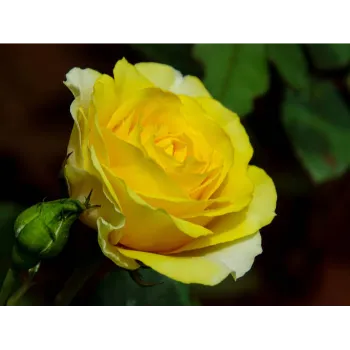 Fresh Yellow Rose 